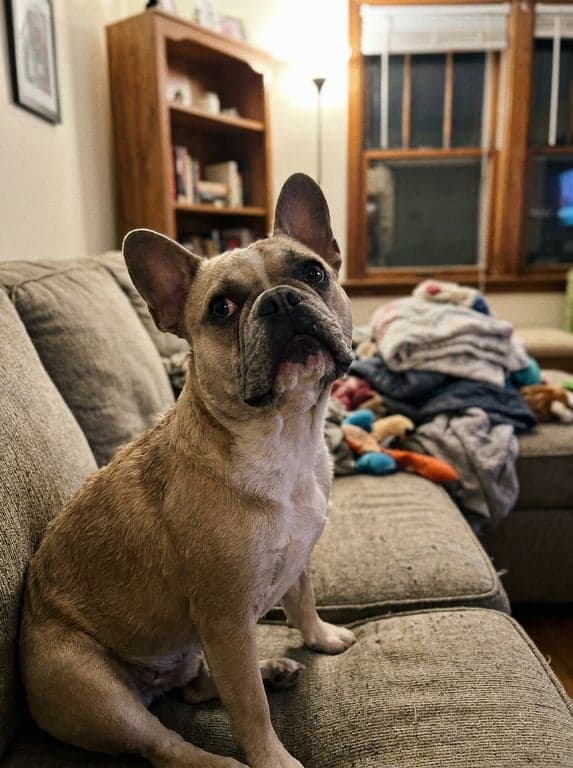 Phone snapshot of a fawn French bulldog sitting on a living-room couch.