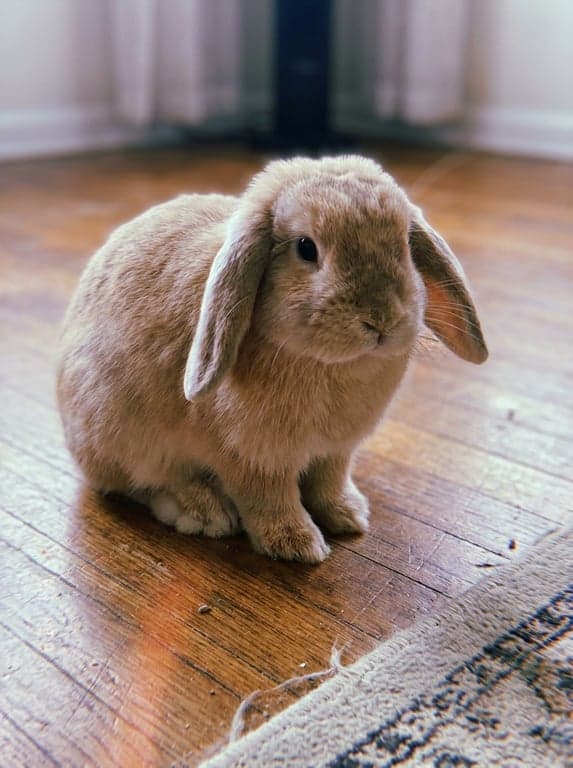 Phone snapshot of a Holland Lop rabbit sitting on a hardwood floor.