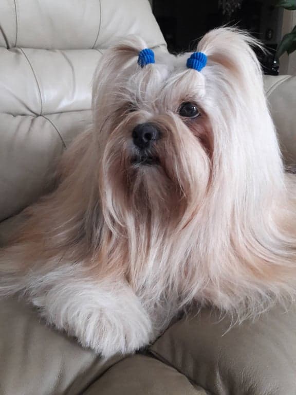 Phone snapshot of a long-haired cream dog with two blue bows, resting on a leather couch.