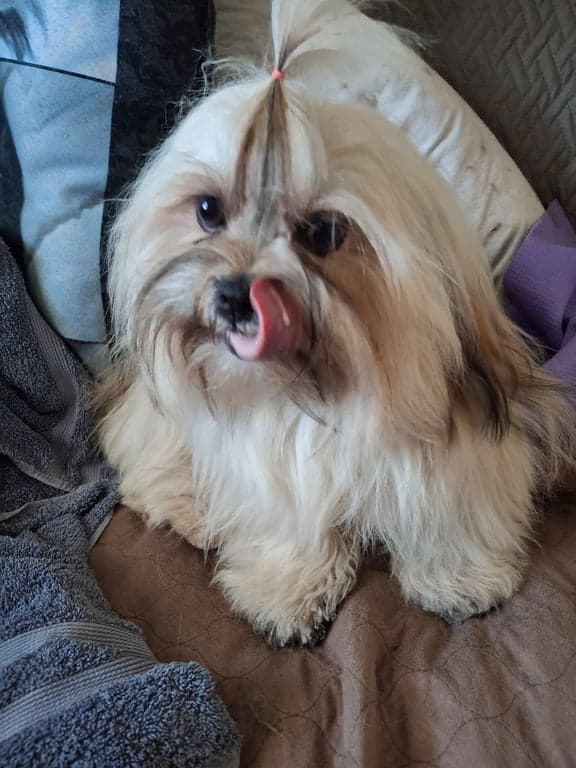 Phone snapshot of a fluffy tan-and-white Lhasa Apso with a single top-knot in soft window light.