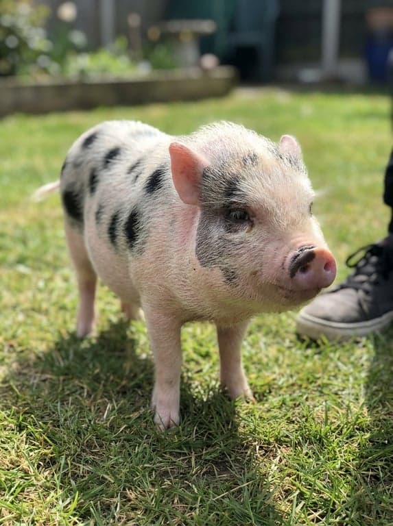 Phone snapshot of a spotted Juliana mini pig standing on a grassy lawn.