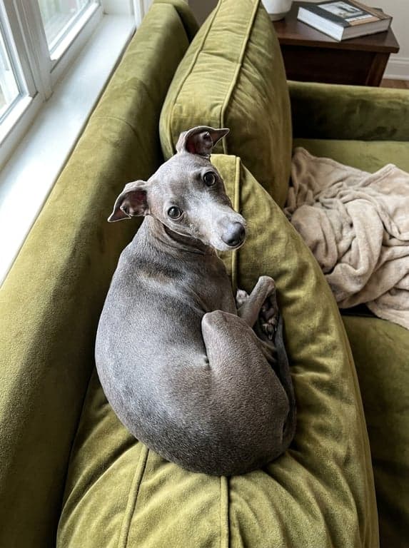 Phone snapshot of an Italian Greyhound curled on a green velvet sofa.