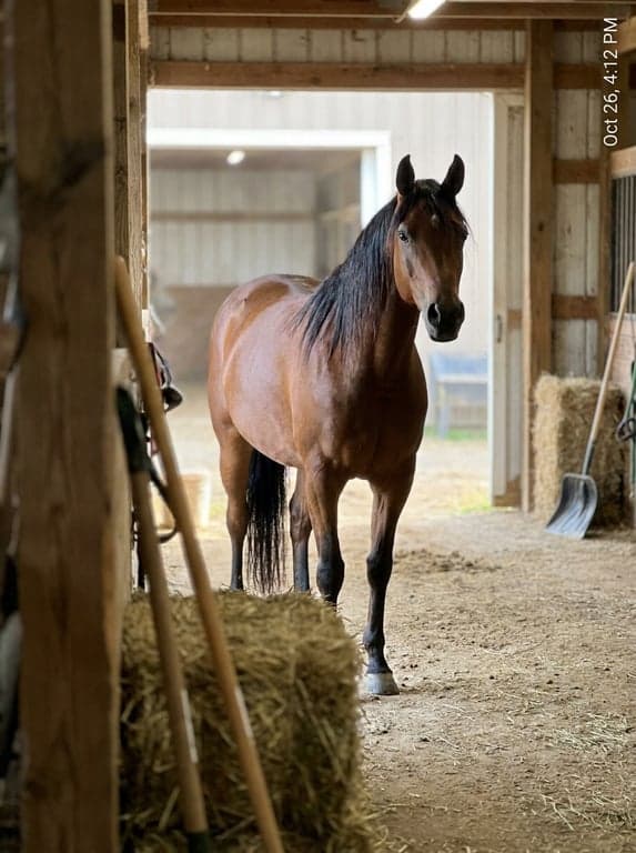 Phone snapshot of an Arabian horse standing alert in a sunlit barn aisle.