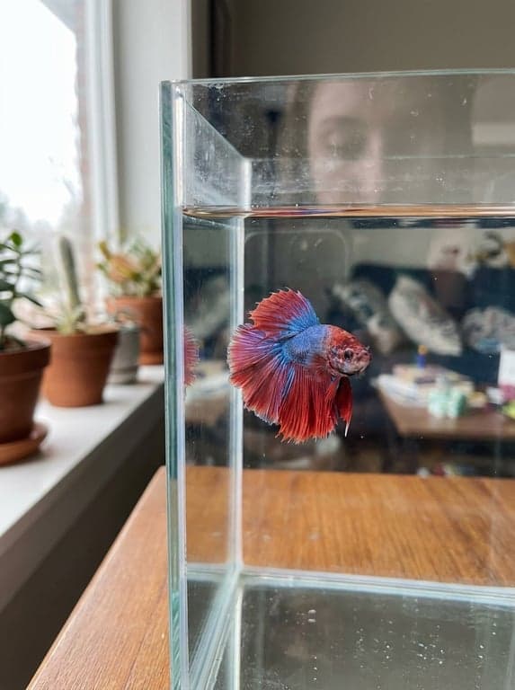 Phone snapshot of a vibrant red-and-blue Betta fish in a glass aquarium.