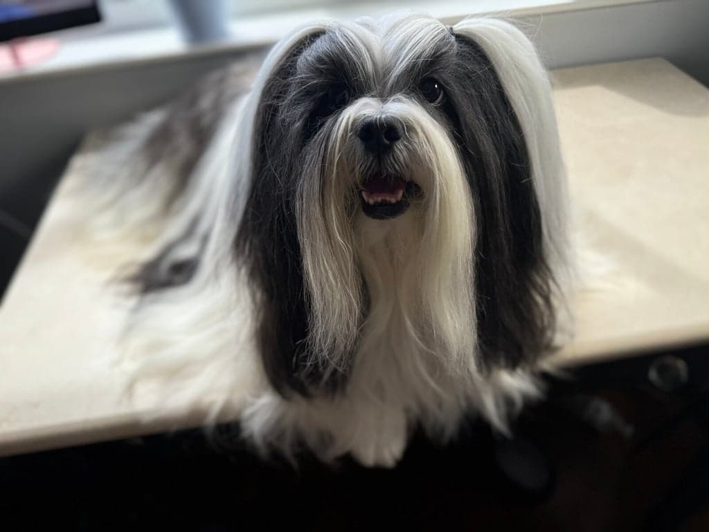 Phone snapshot of a black-and-white long-haired dog on a sunlit windowsill.
