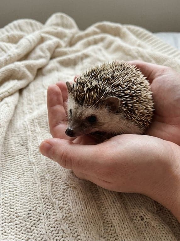 Phone snapshot of a small pet hedgehog held gently in cupped hands.