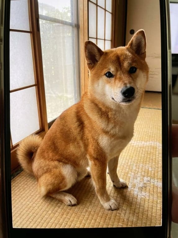 Phone snapshot of a Shiba Inu standing on a sunny garden path.