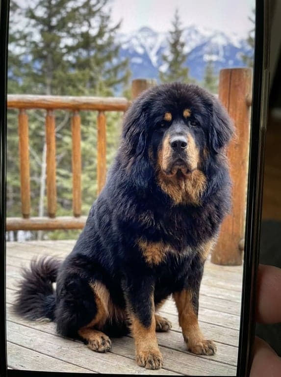 Phone snapshot of a Tibetan Mastiff resting on a rug in soft daylight.